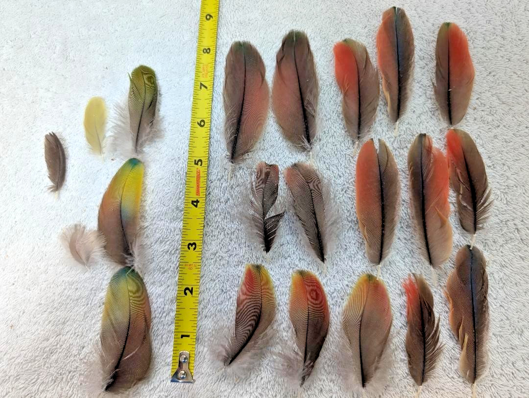 Multicolored Flat Feathers Naturally Molted Natural Color #107