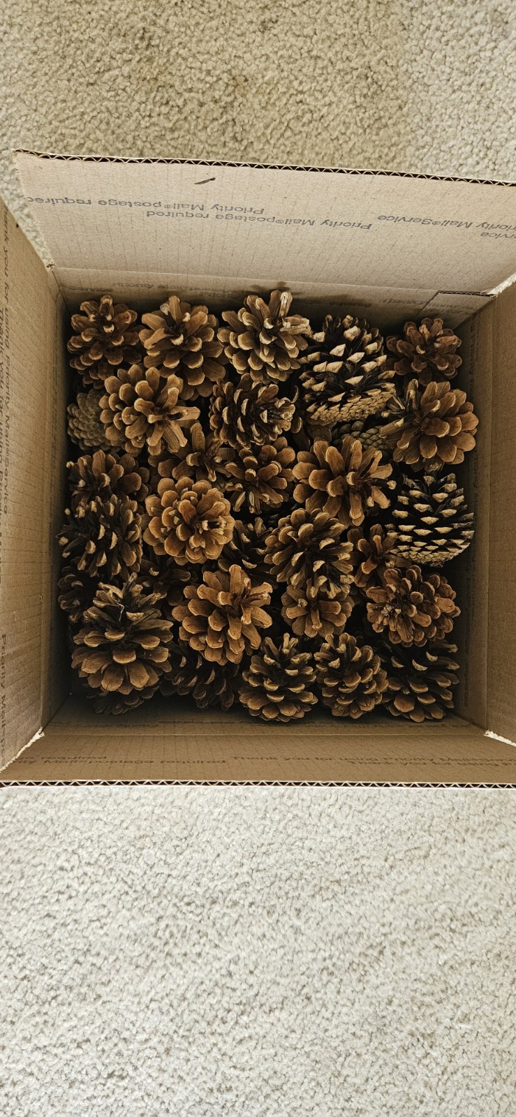 Over 3 Pounds Of Natural Pine Cones For Crafts, Rustic Decor, and Crafting 3″-5″