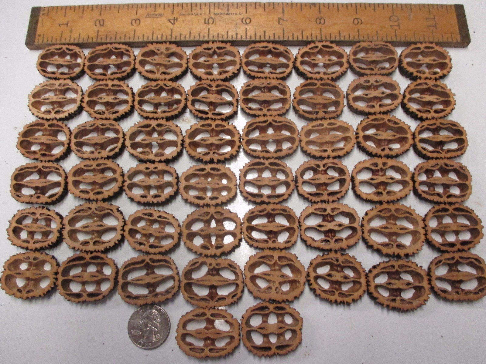 Black Walnut Shell Slices 1-1/4″ to 1-3/8″ 1/4″ Thick 50 Count Resin Table Bar