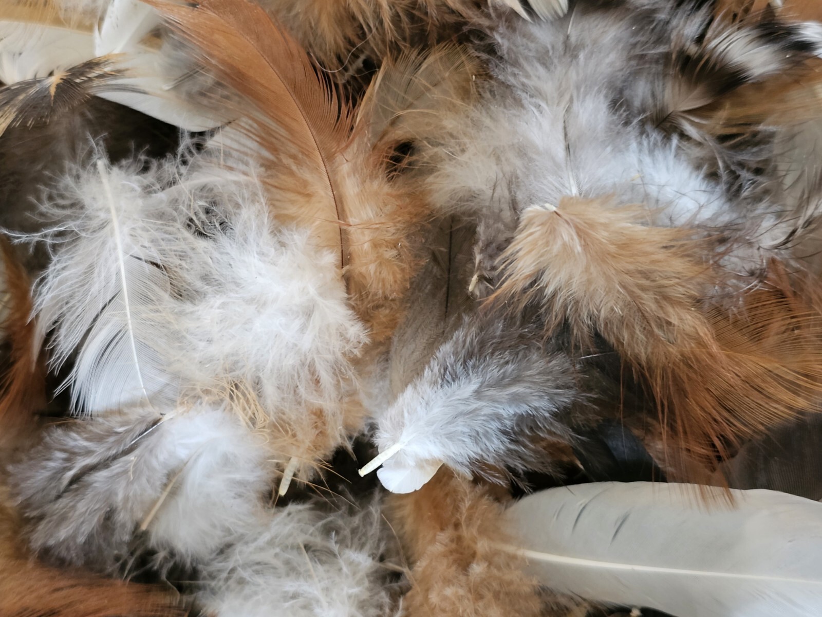 Chicken Rooster + Other feathers, Craft Fly Tying Jewelry! Now, MORE FEATHERS!