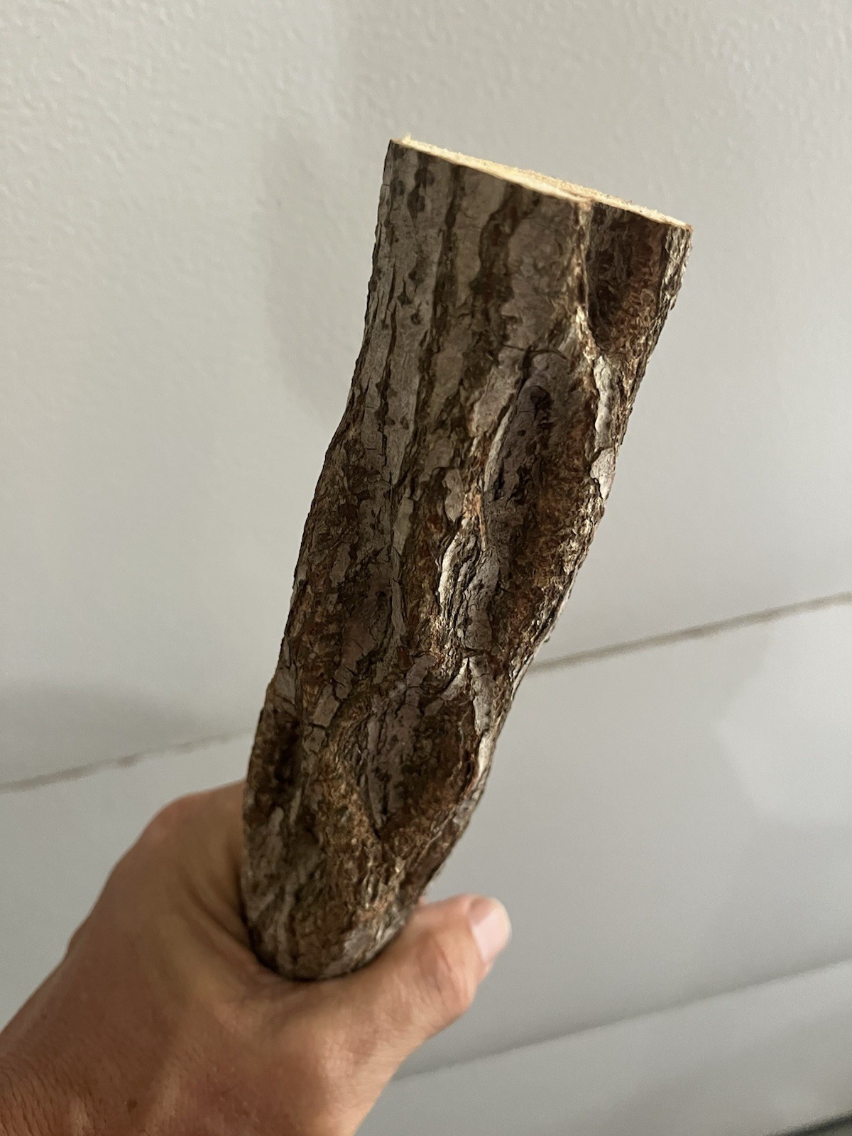 Diamond Willow Cane (You Carve 💎s): 46″ Walking Stick, Twisted wood, Colorful