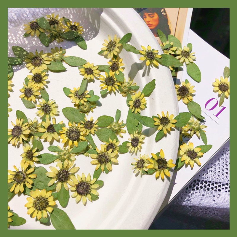 12PCS Real Pressed Dried flower, Yellow flower with leaves for art craft FJN01