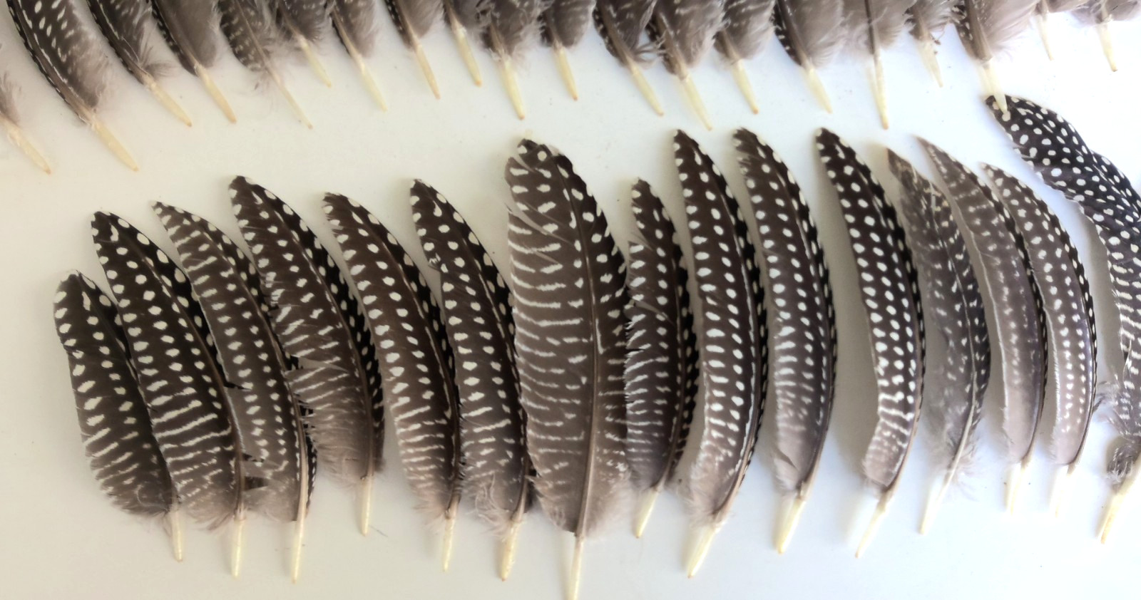 Lot of 38 Pearl Guinea Fowl Wing Tail Quill Feathers ~ 3″ – 5″ Cruelty-Free USA