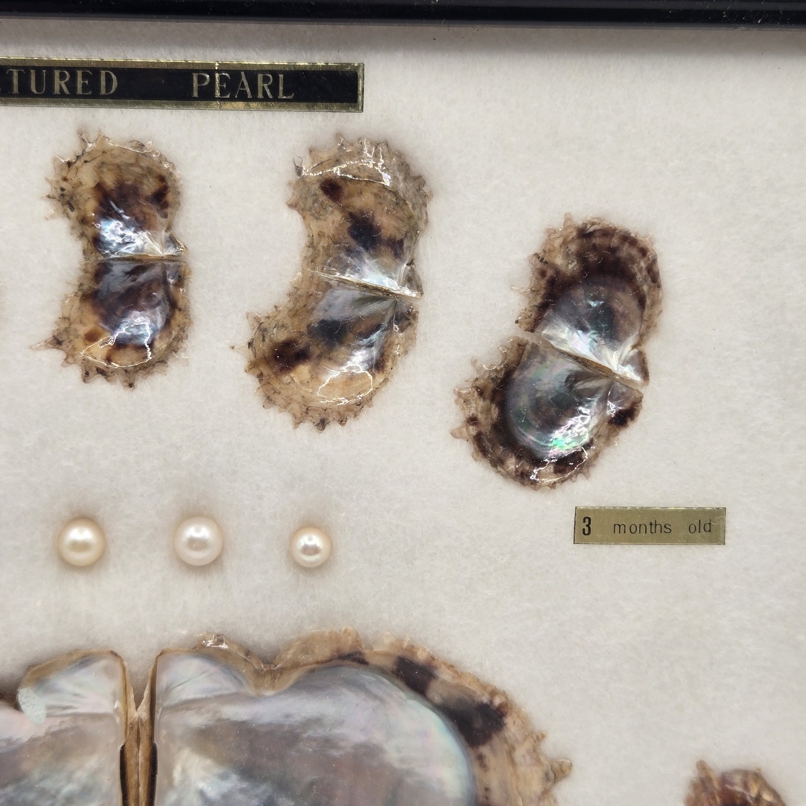 VINTAGE FRAMED CULTURED AKOYA PEARLS & SHELLS JAPANESE OYSTER GROWTH DISPLAY