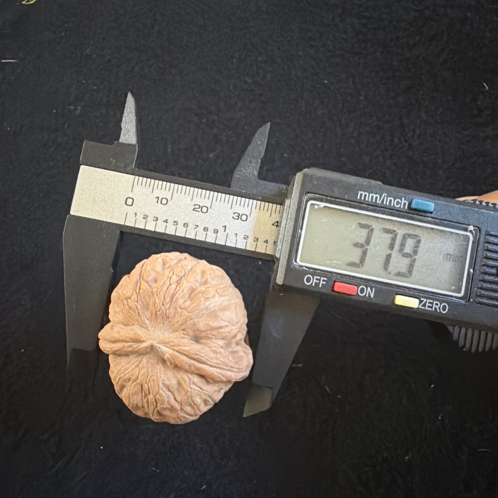 文玩核桃 Ornamental Walnut · Chinese Pocket Curio 2026年新开，精配对无修无打底，#186