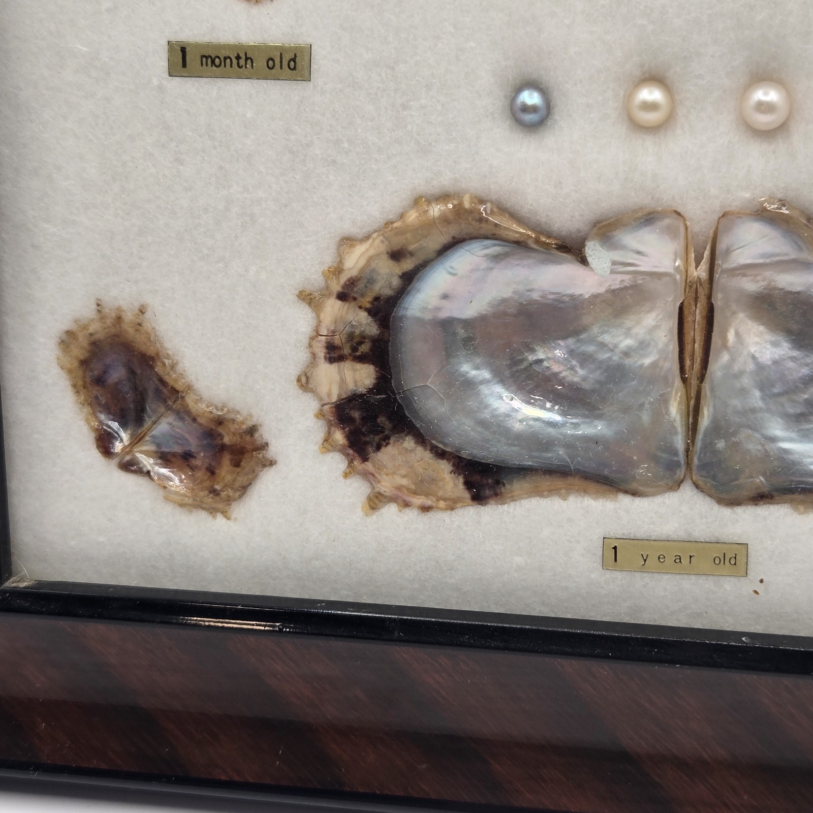 VINTAGE FRAMED CULTURED AKOYA PEARLS & SHELLS JAPANESE OYSTER GROWTH DISPLAY
