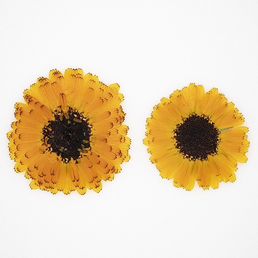 12PCS Real Pressed Dried flowers, Yellow daisy Flower Head FSS75