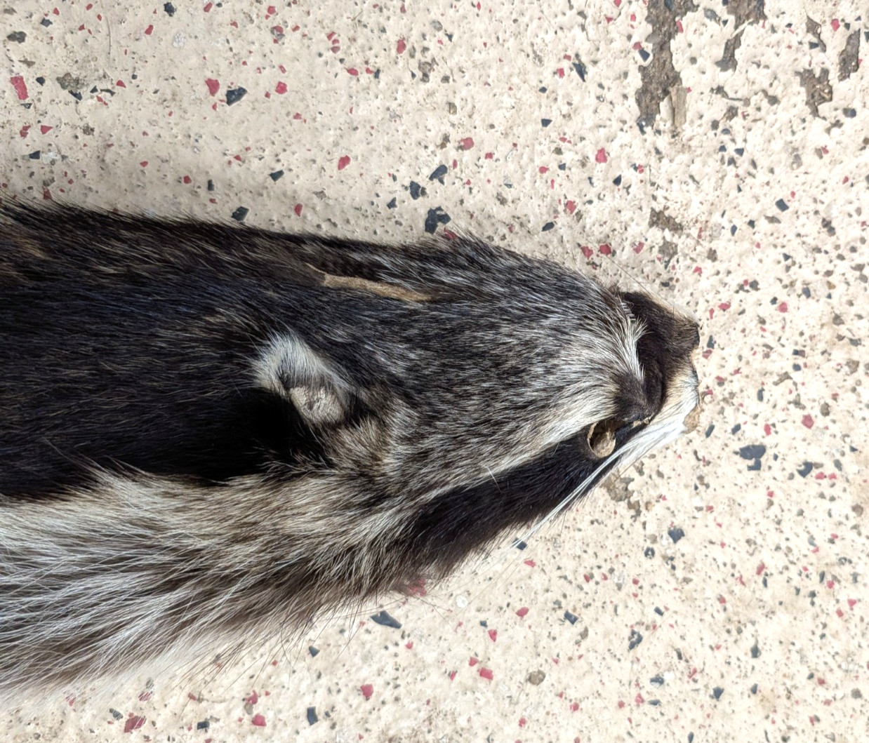 Soft Tanned Raccoon, Imperfect Grade, Well Furred