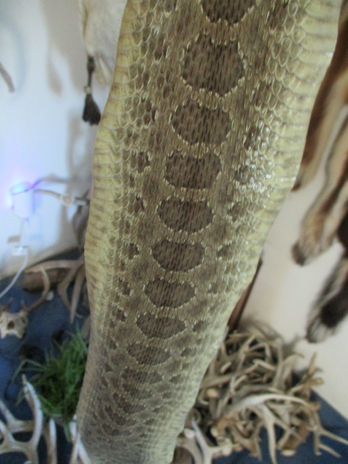 rattlesnake skin prairie rattle snake hide DRY TANNED wrap pen blanks 39 in. G3