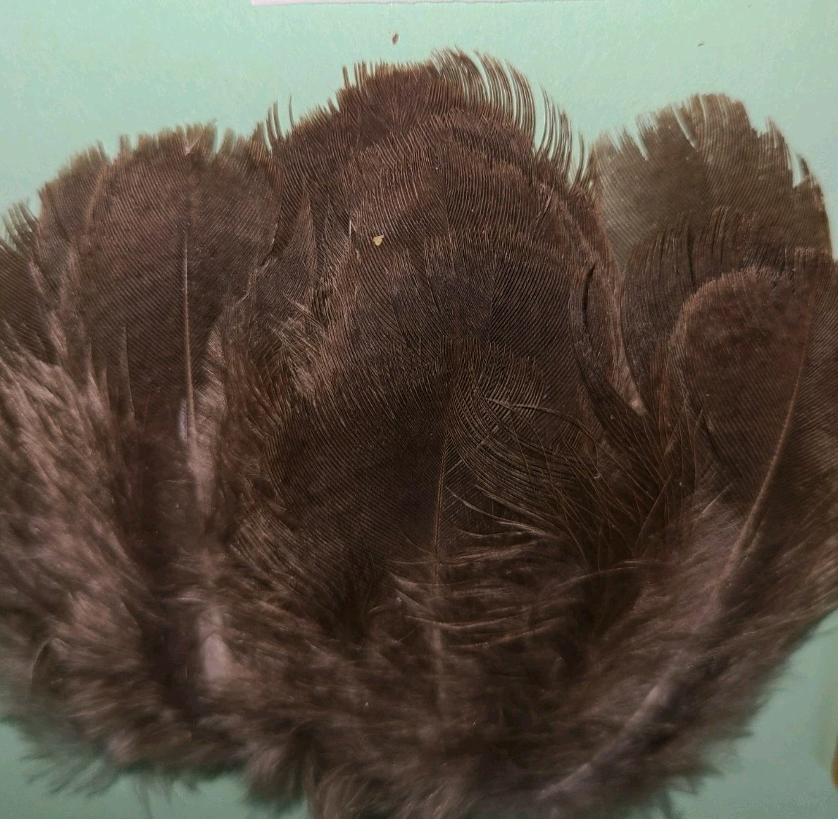 25 Brown Peacock Peahen Body Feathers 2 1/2″-3 1/2″ cruelty-free fly tying A479