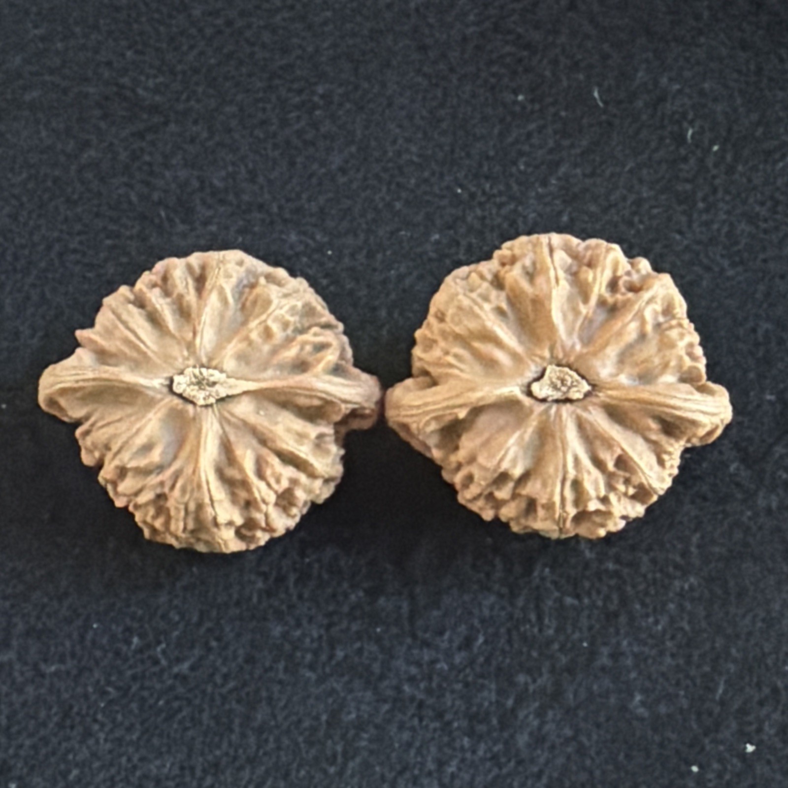 文玩核桃 Ornamental Walnut · Chinese Pocket Curio 2026年新开，精配对无修无打底，#189