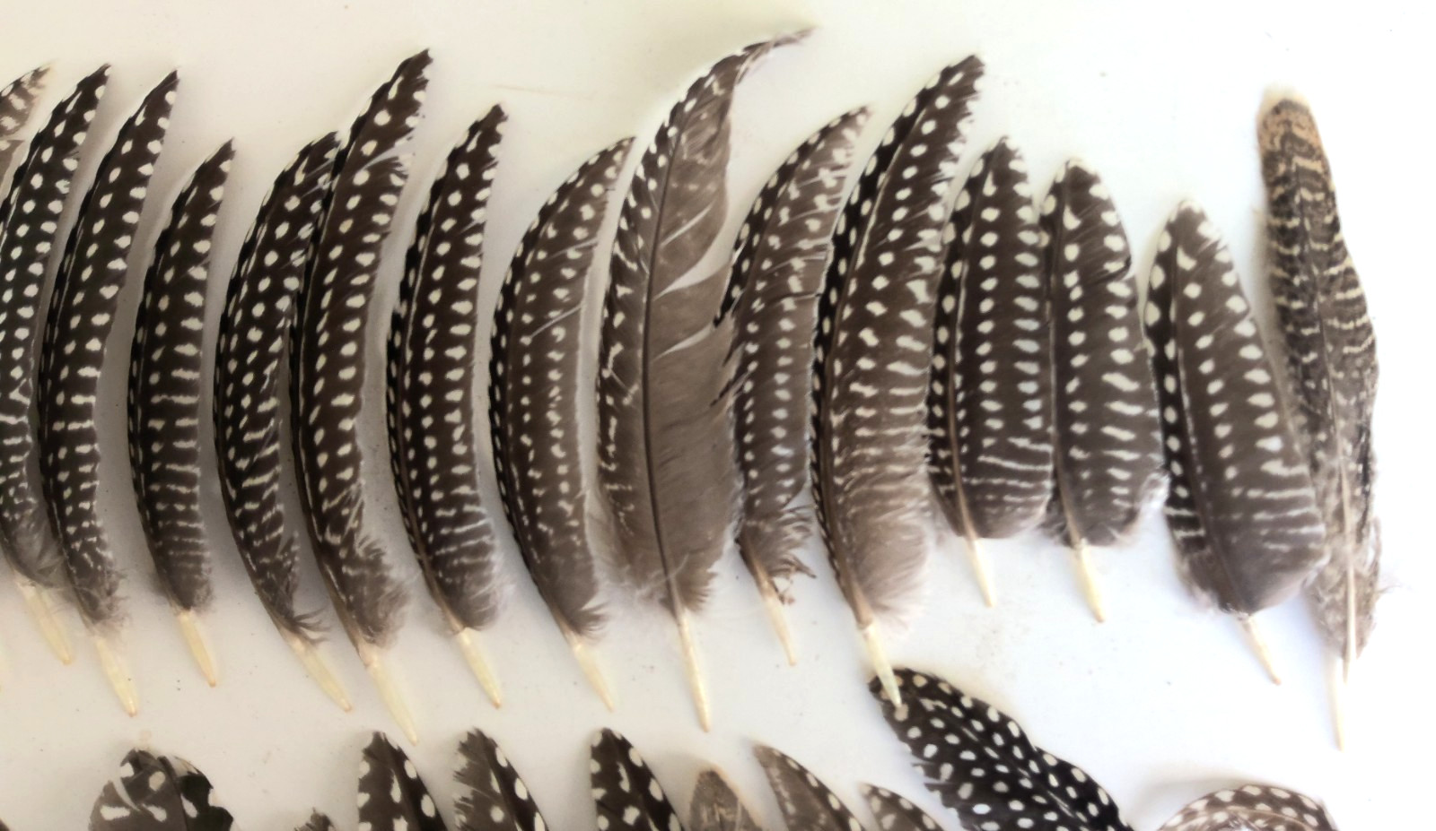Lot of 38 Pearl Guinea Fowl Wing Tail Quill Feathers ~ 3″ – 5″ Cruelty-Free USA