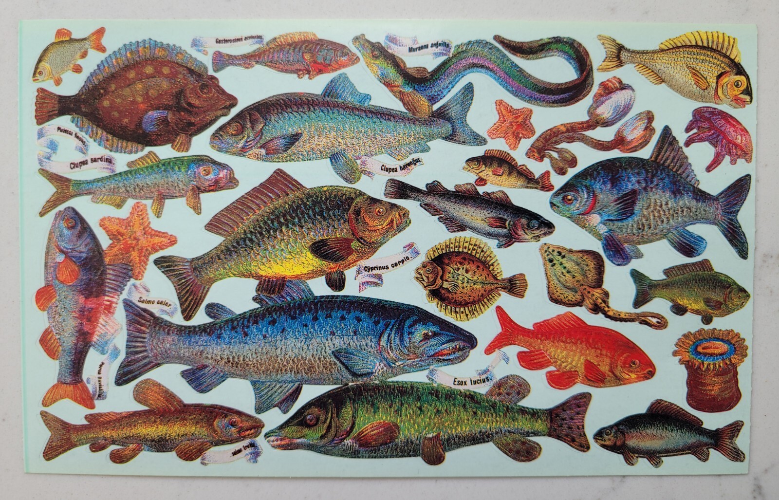 The Gifted Line Collectable Vintage Stickers 1995 John Grossman Fish