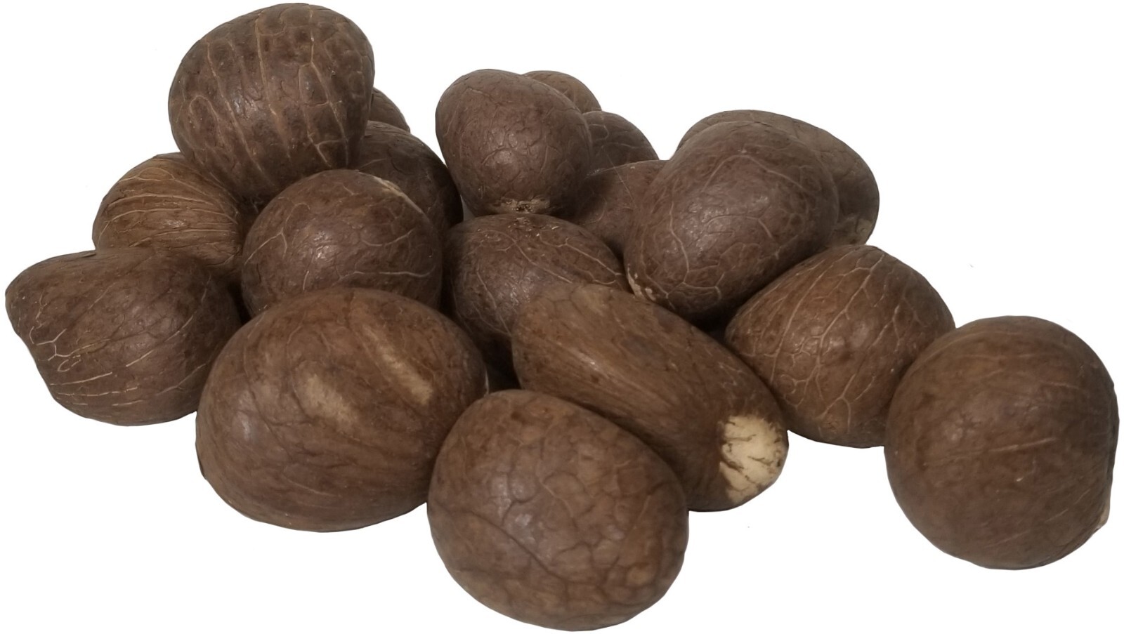 Bulk Tagua Nuts from Ecuador Fair Trade