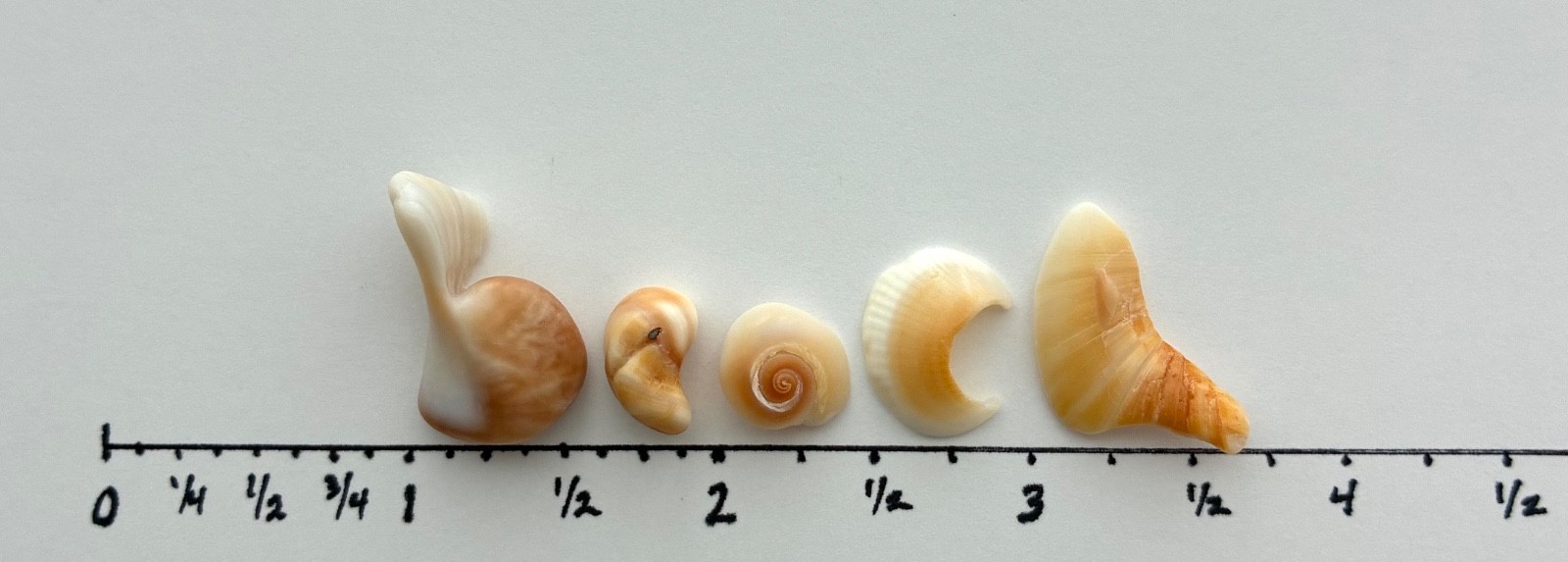 BEACH Shells Letters Seashell Spring Summer Text Sign Word Natural Fragment USA