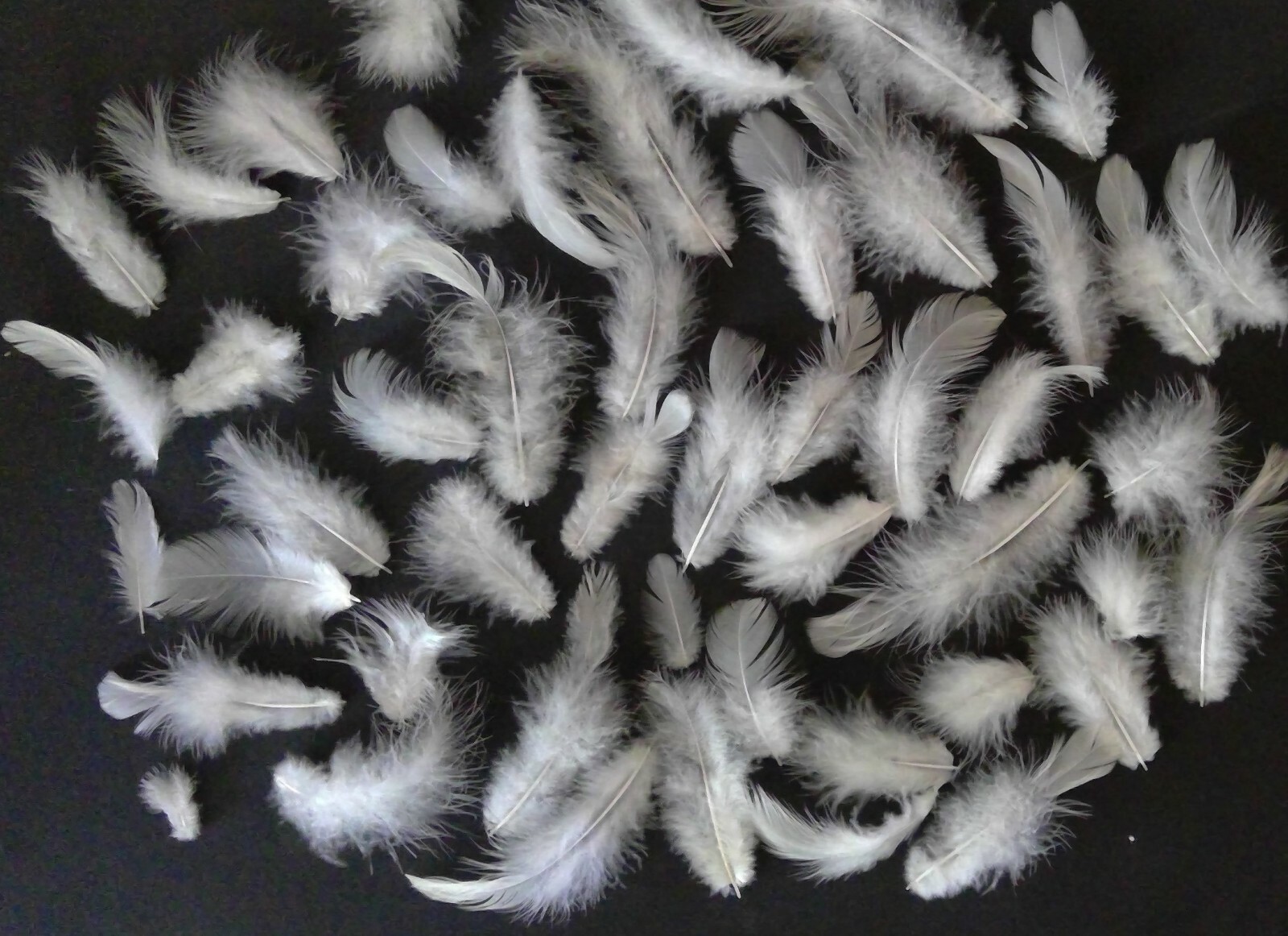 50 Natural Light Brahma Chicken Body Feathers Cruelty-Free USA Mostly White