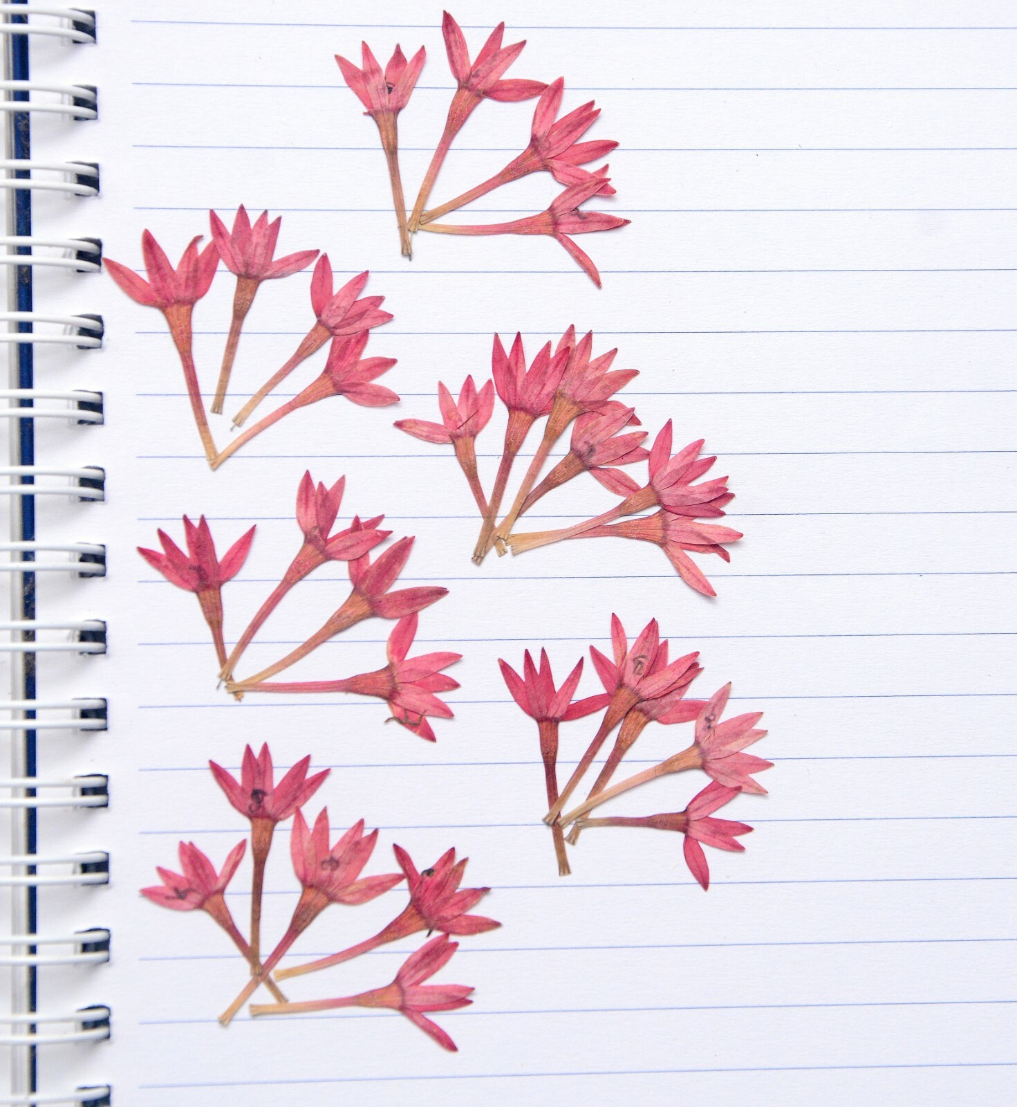 Purple Lotus Pressed Flowers with Stems Organic DIY Floral Arts Resin Materials