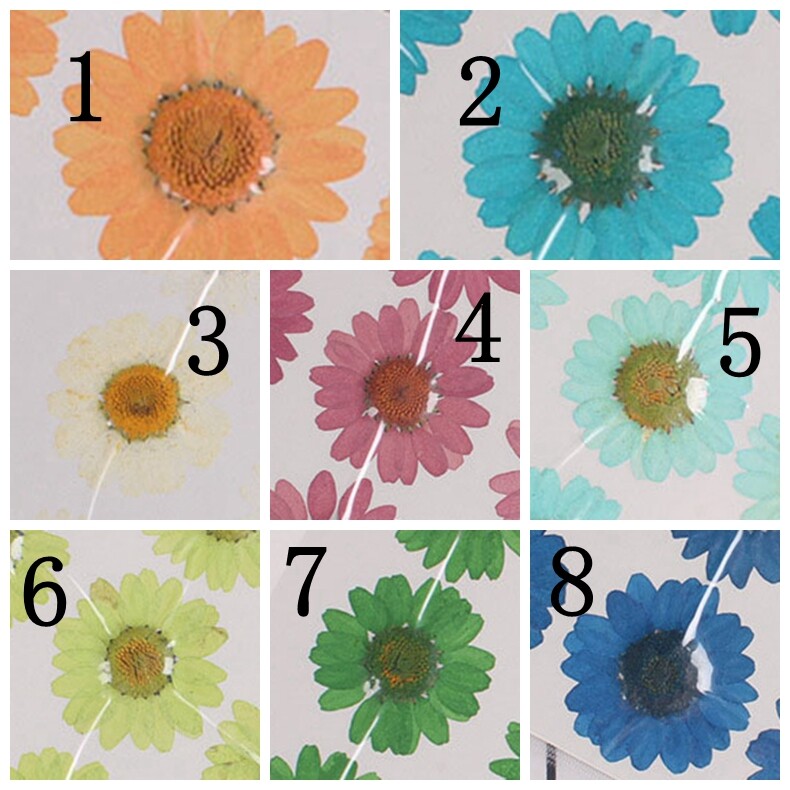 50PCS real Pressed dry daisy Flower, 15 colors dyed flower for art craft FCD05