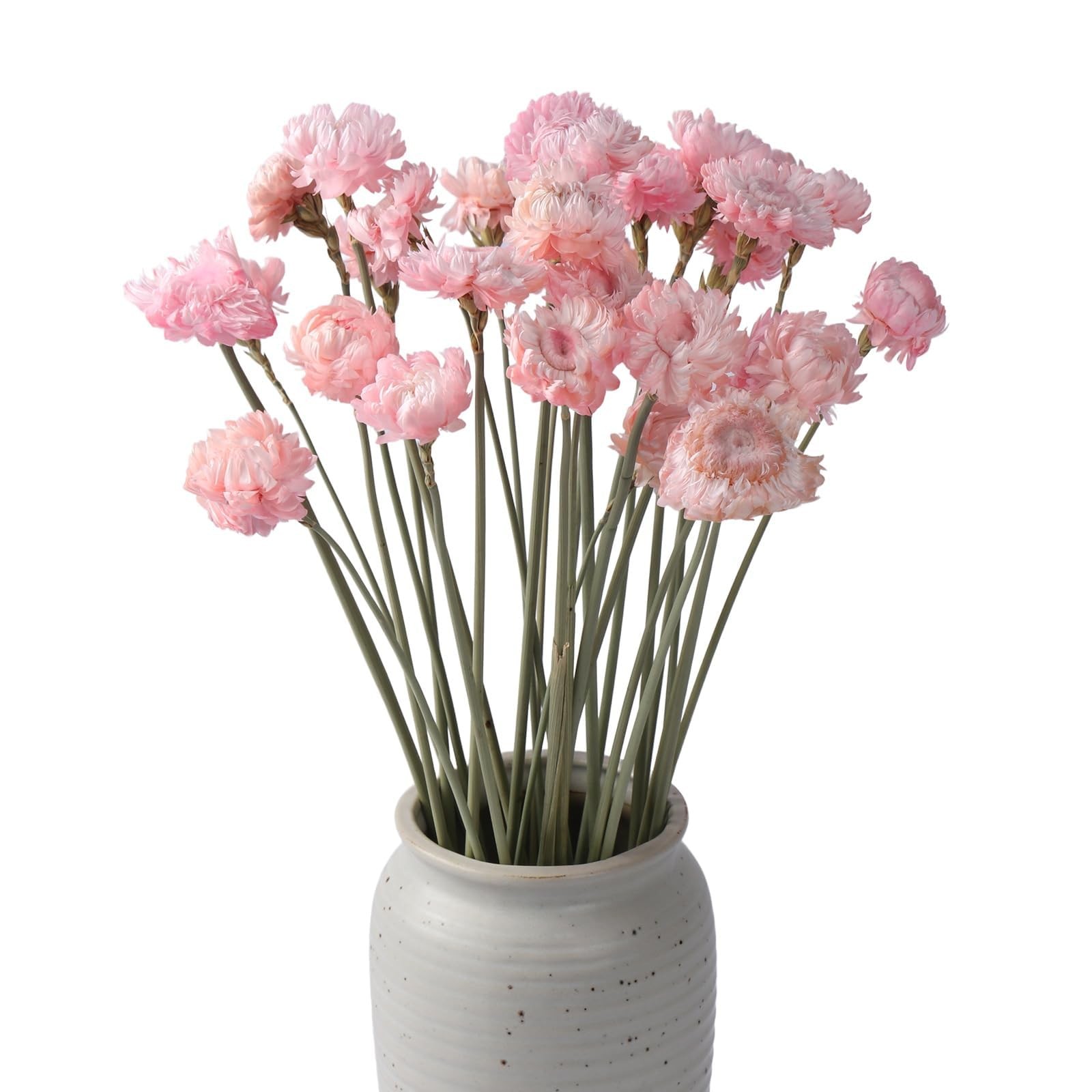 30 PCS Light Pink Dried Flower Daisy Bouquet Preserved Chrysanthemum Vase