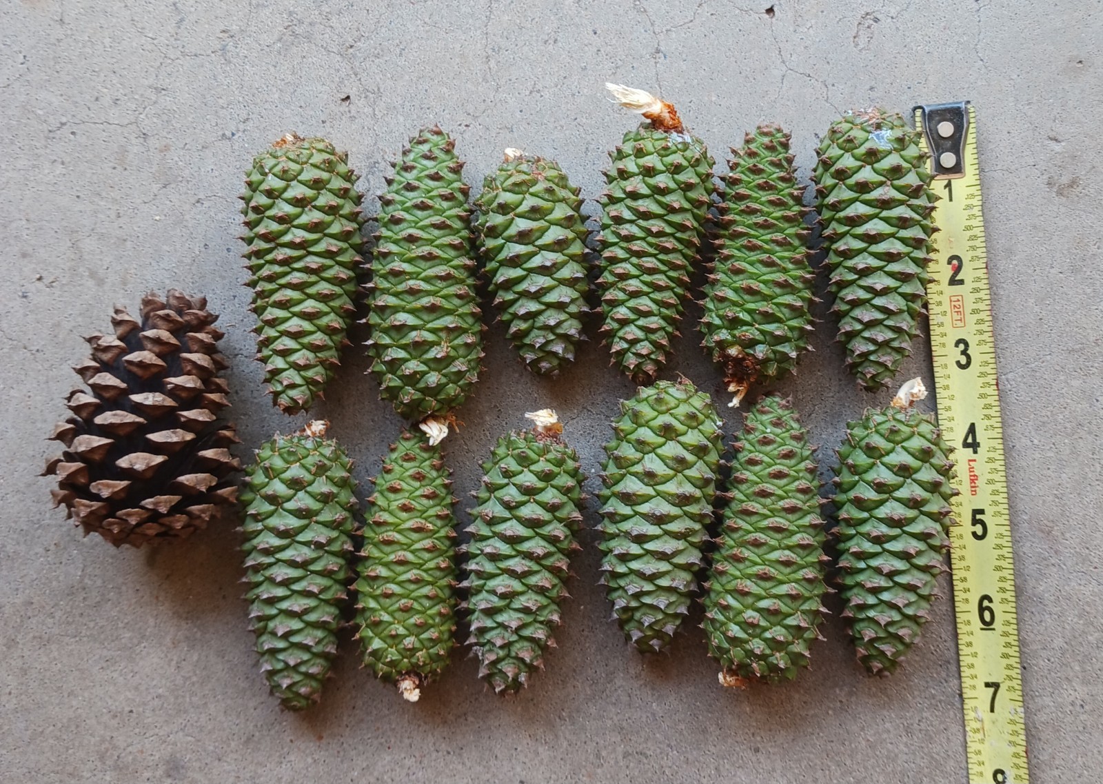 12 Pine Cone Knobs & Pine Cone. Different Colors. Some Dryer Than Others. Crafts