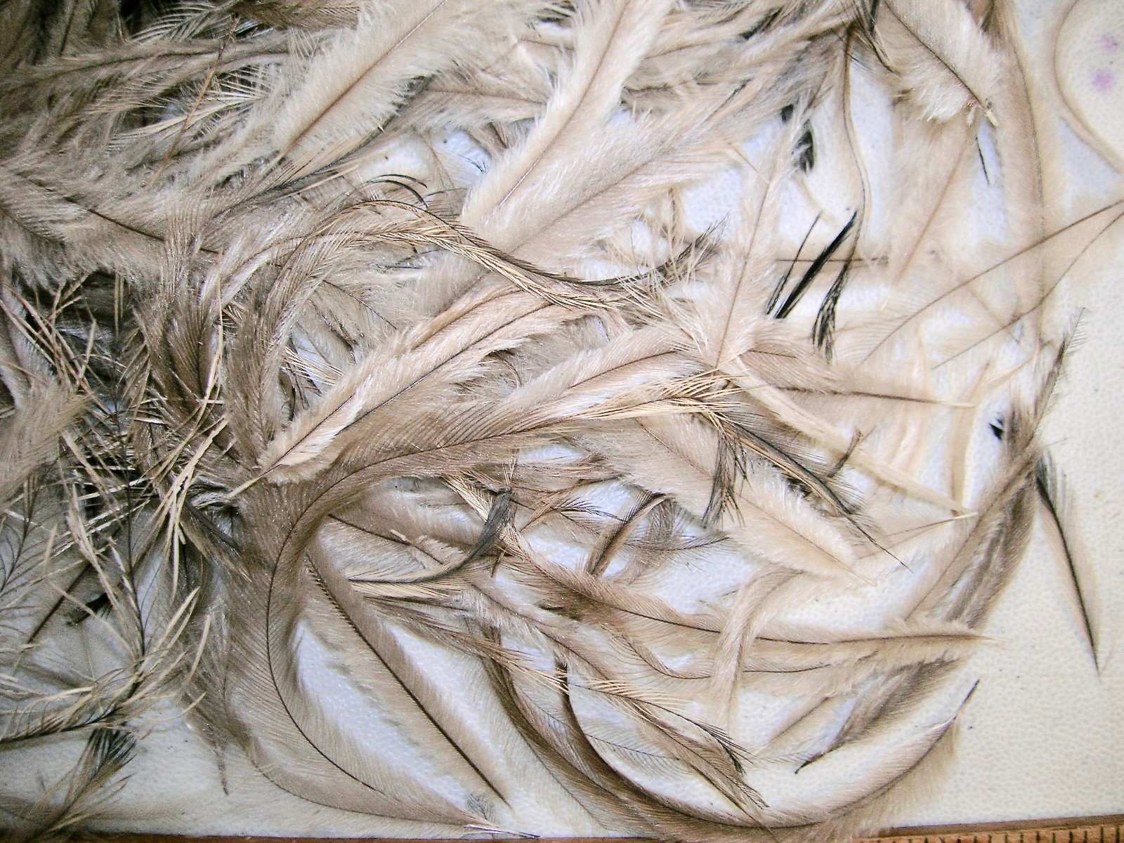 Over 500 mixed Emu Feathers. Natural color. 2″ to over 12″ long. Art & Crafts