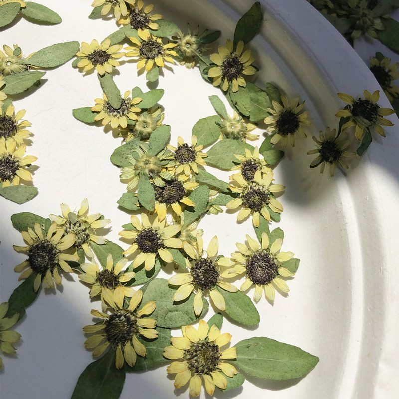 12PCS Real Pressed Dried flower, Yellow flower with leaves for art craft FJN01