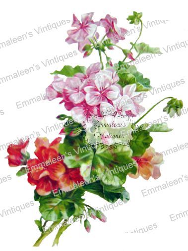Vintage Image Victorian Red Pink Geraniums Shabby FLower Waterslide Decals FL481