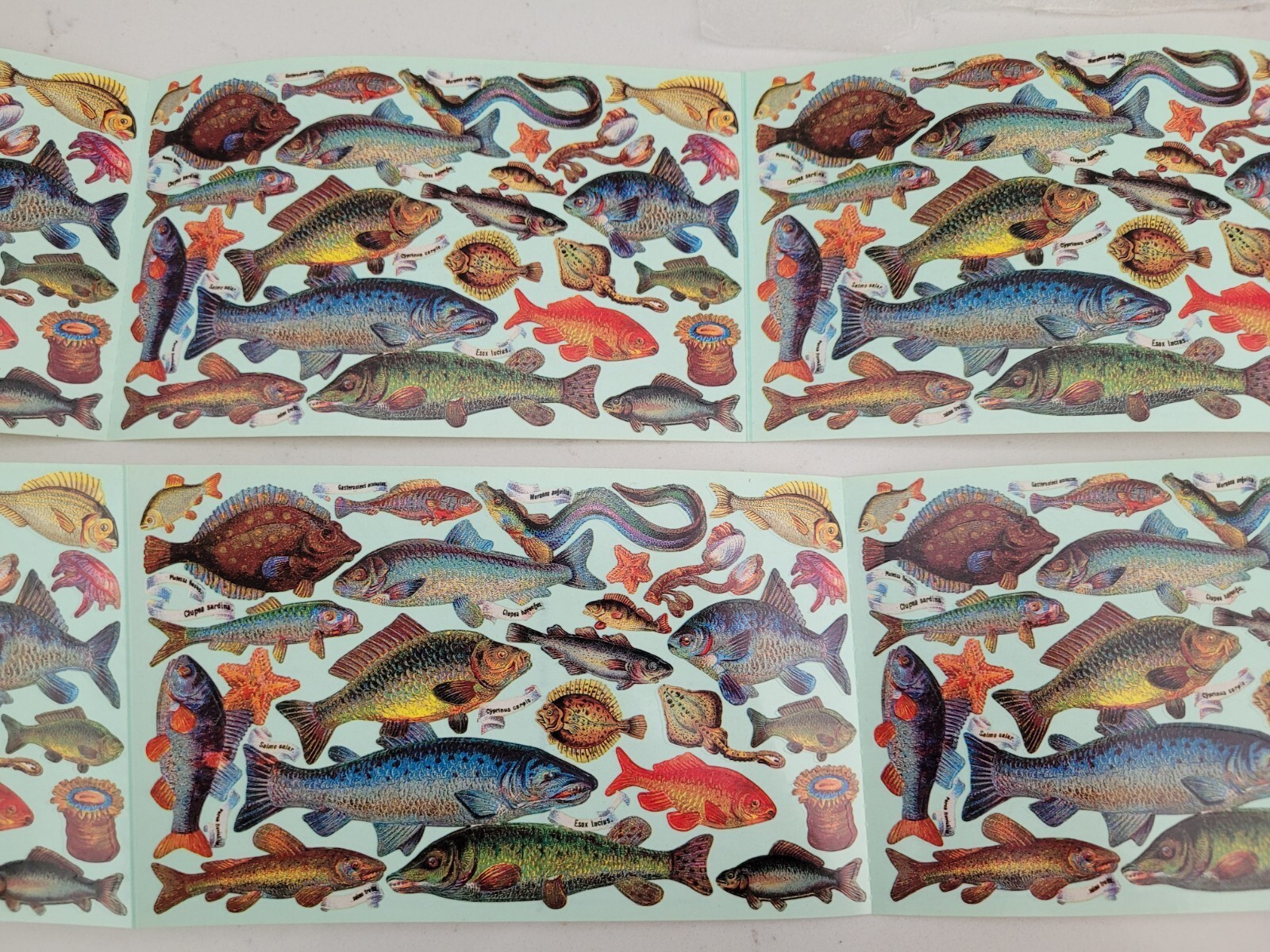 The Gifted Line Collectable Vintage Stickers 1995 John Grossman Fish