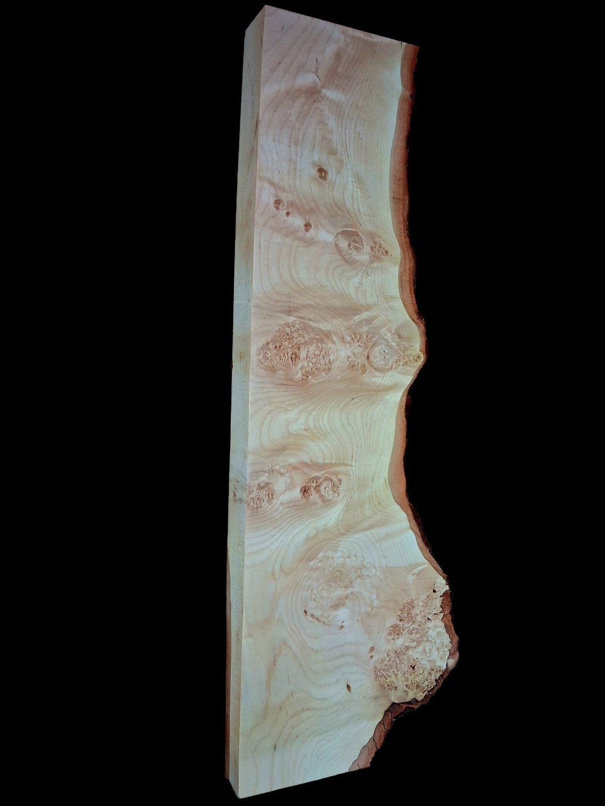 XL Wicked CURLY Birdseye WHITE MAPLE Burl wood Live Edge Curly Maple EPOXY WOOD