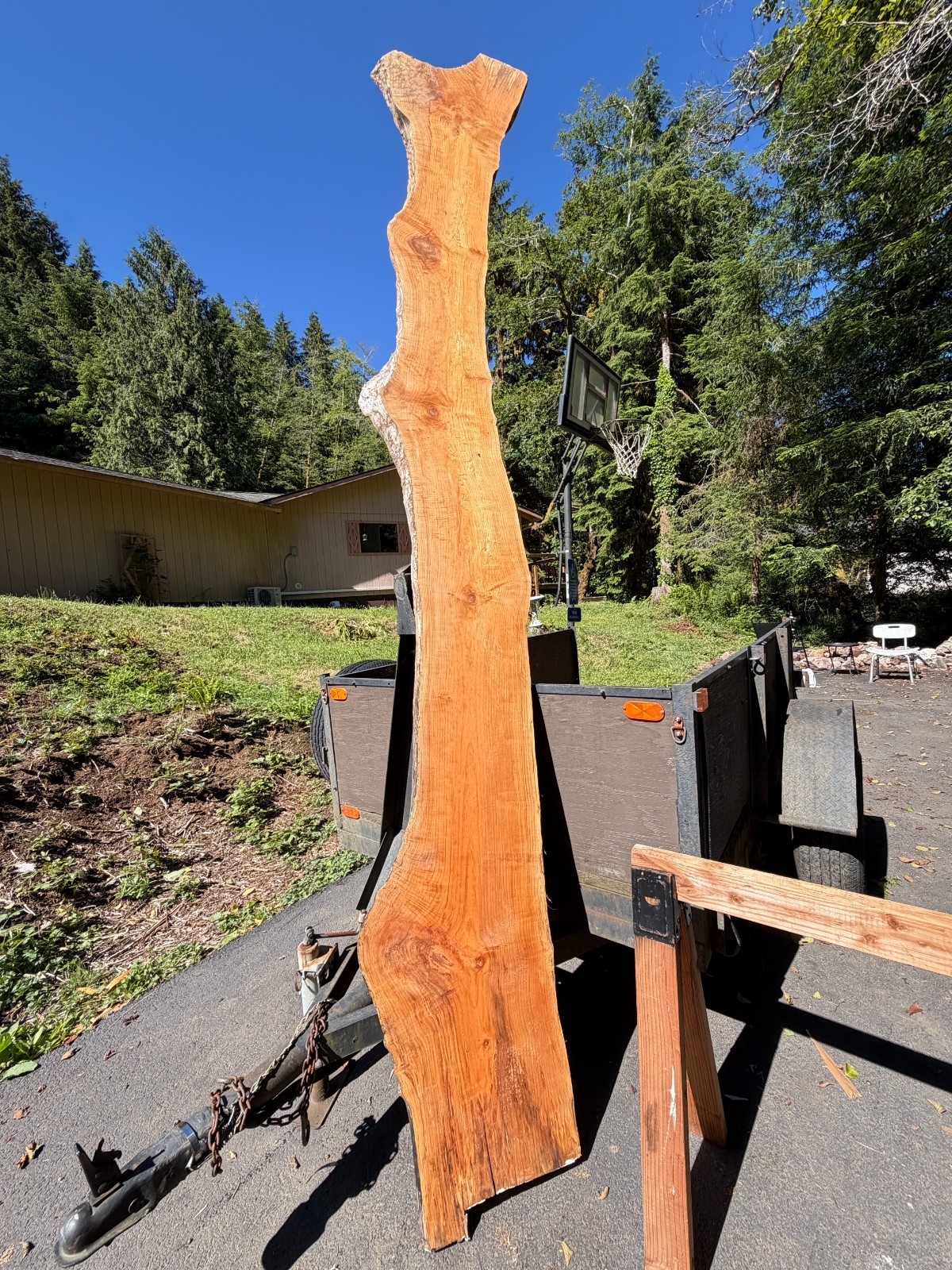 13’ Live Edge Big Leaf Maple Slab Highly Figured Low Moisture Delivery Options