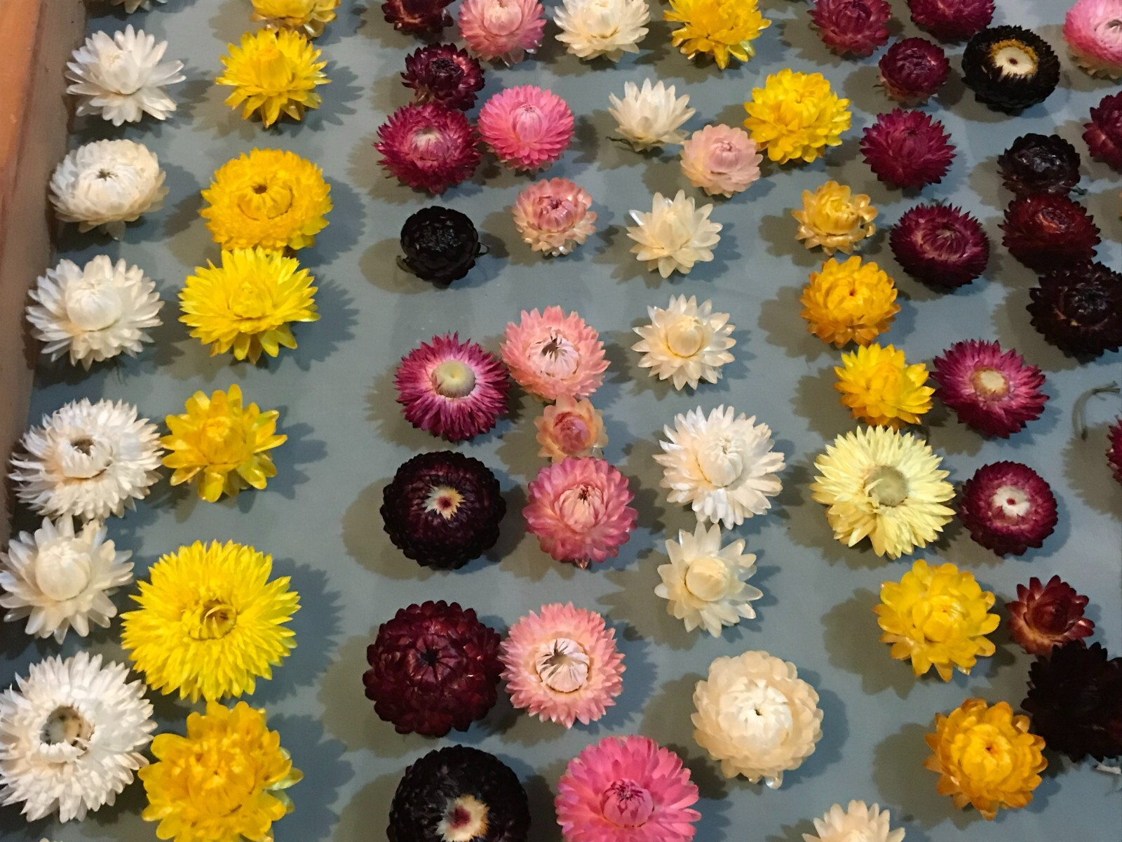 A pack of Assorted Strawflowers (dried) ready for use crafting