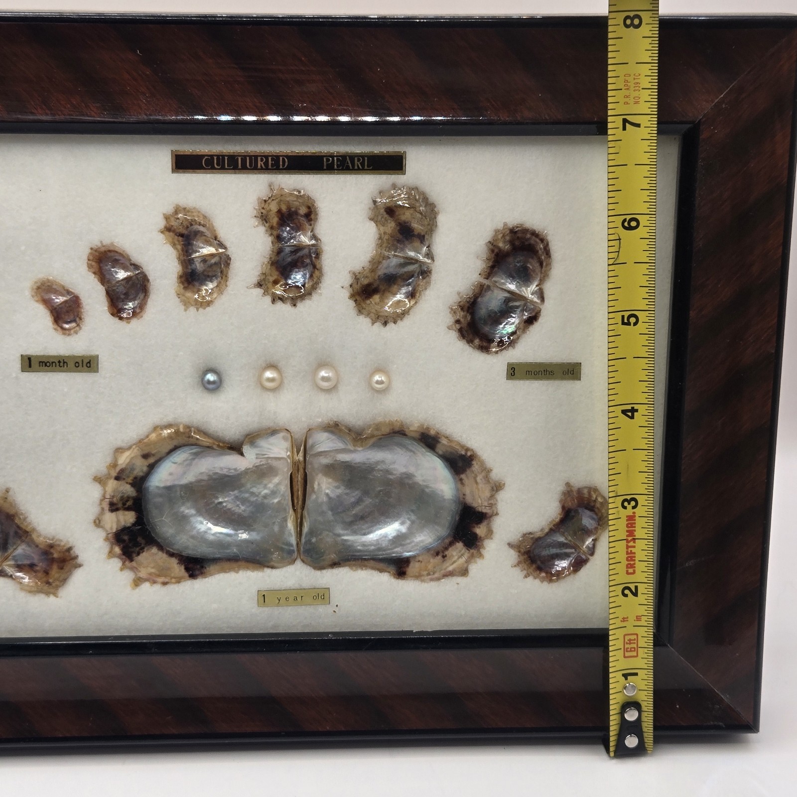 VINTAGE FRAMED CULTURED AKOYA PEARLS & SHELLS JAPANESE OYSTER GROWTH DISPLAY