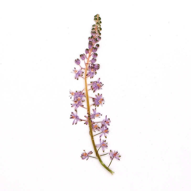 6PCS Real Pressed Dry flowers, purple Flower supply for art candle craft FSS57