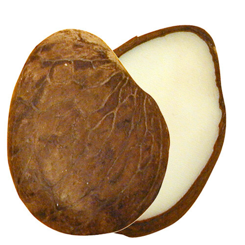 Tagua Nut Slices Produced in Ecuador Fair Trade Jewelry & Ornament Materials