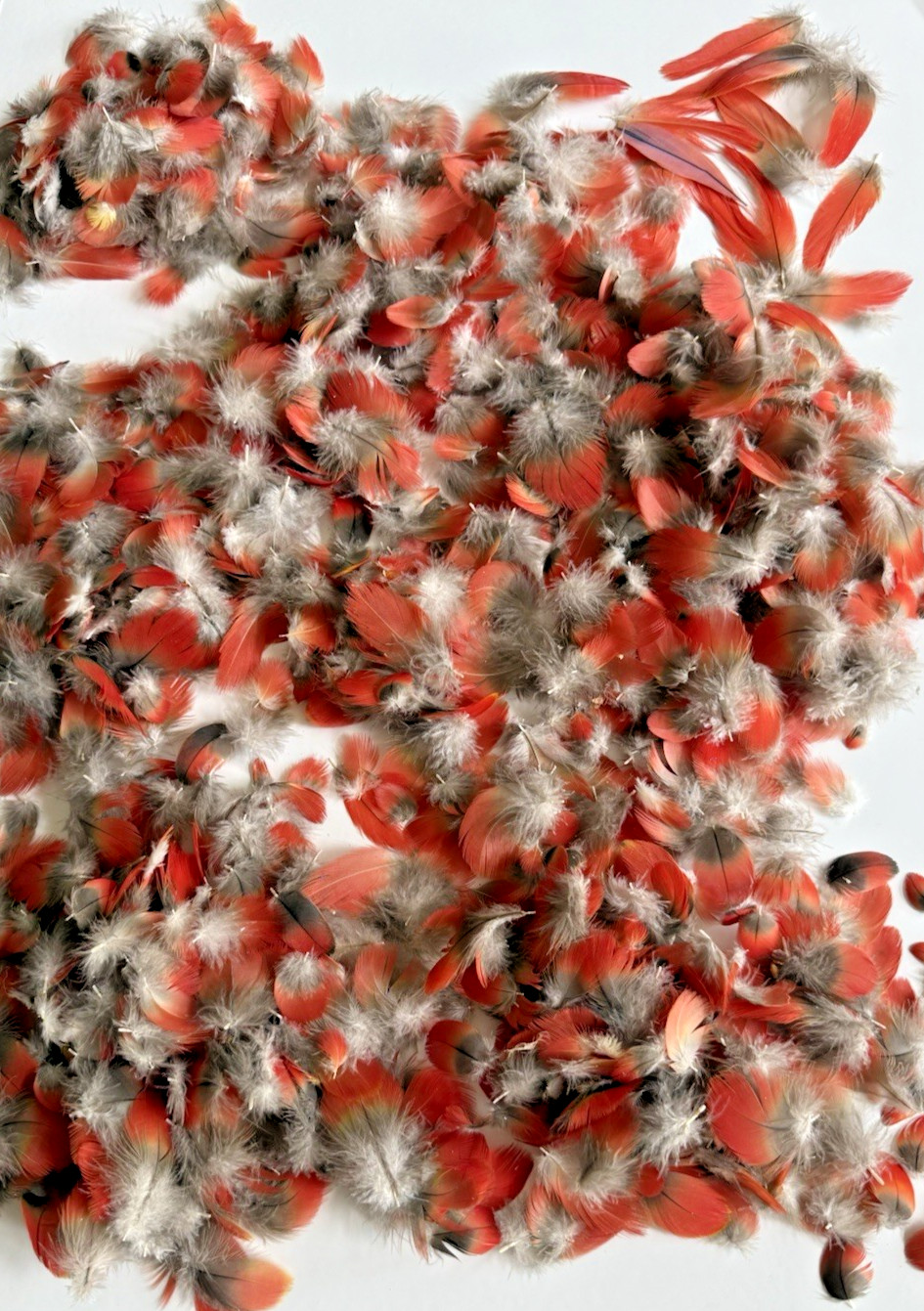 Appx. 500 Macaw Scarlet Body Naturally Molted Feathers Fly Fishing Crafting 1-3”