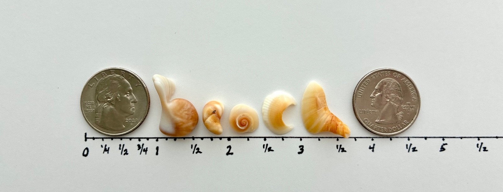 BEACH Shells Letters Seashell Spring Summer Text Sign Word Natural Fragment USA