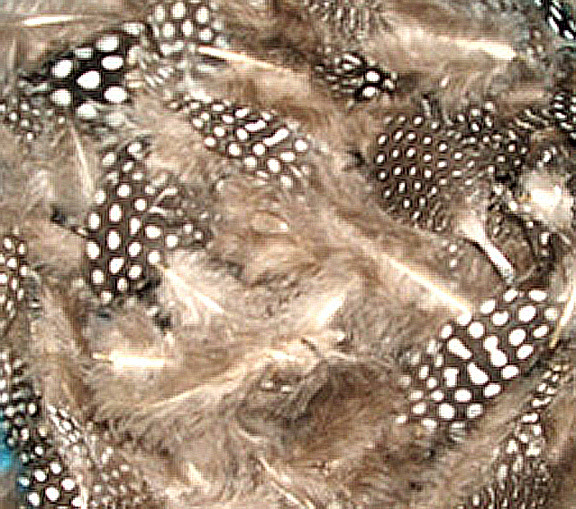 Spotted Guinea Hen Feathers 1-4″ Body Plumage Natural color 1/4 oz bag