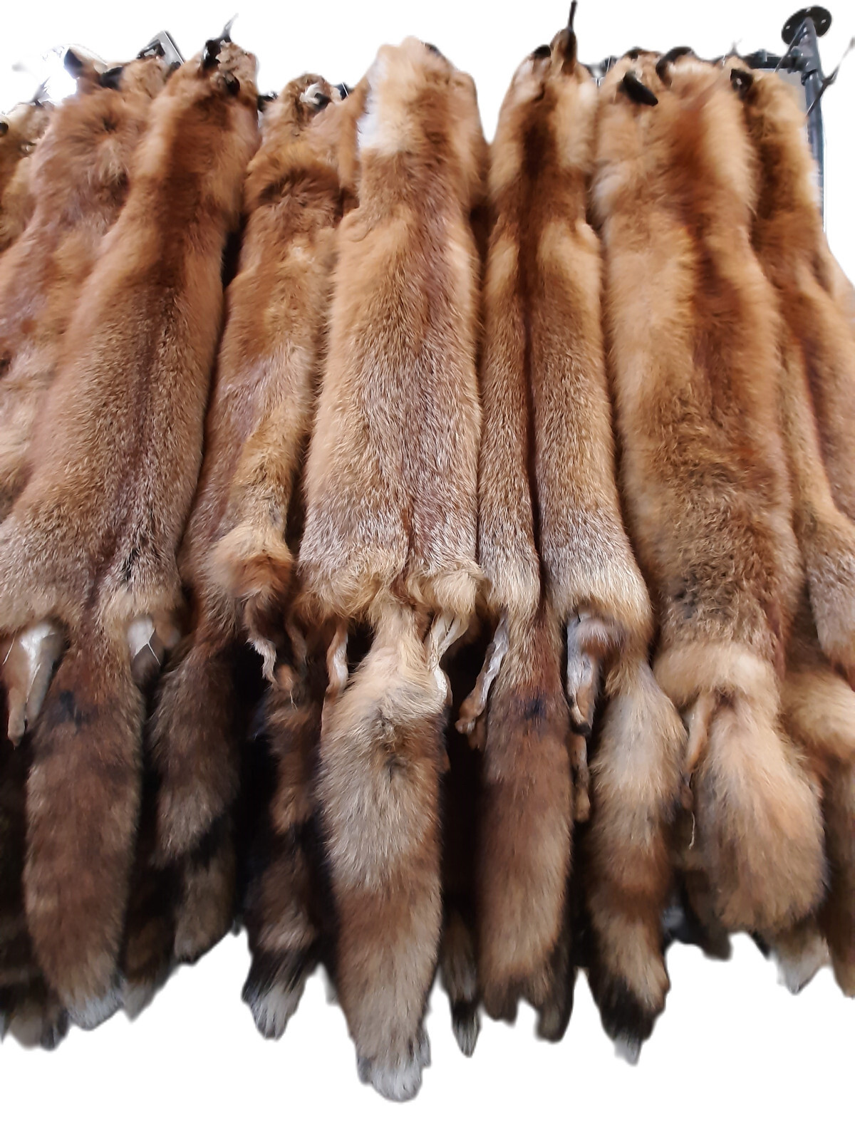 Red Fox Pelt, Tanned