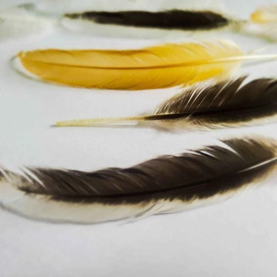 Set of 10 Natural Feathers, Ethically Sourced, Free-Range Flock, Cleaned, Random