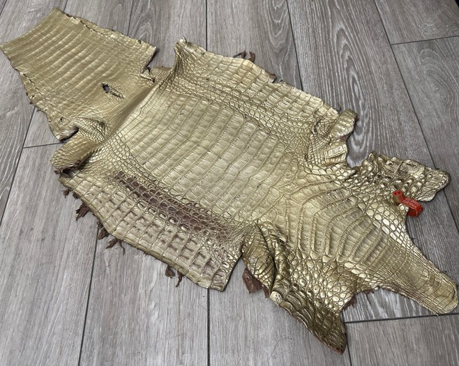 Low Grade Gold Caiman Crocodile belly Hide Leather Skin real alligator Croc 495
