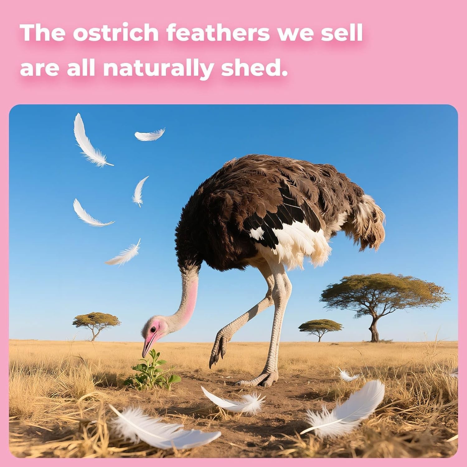 Cruelty-Free Pink Ostrich Feathers Plumes 6-8” Bulk for Creative Projects