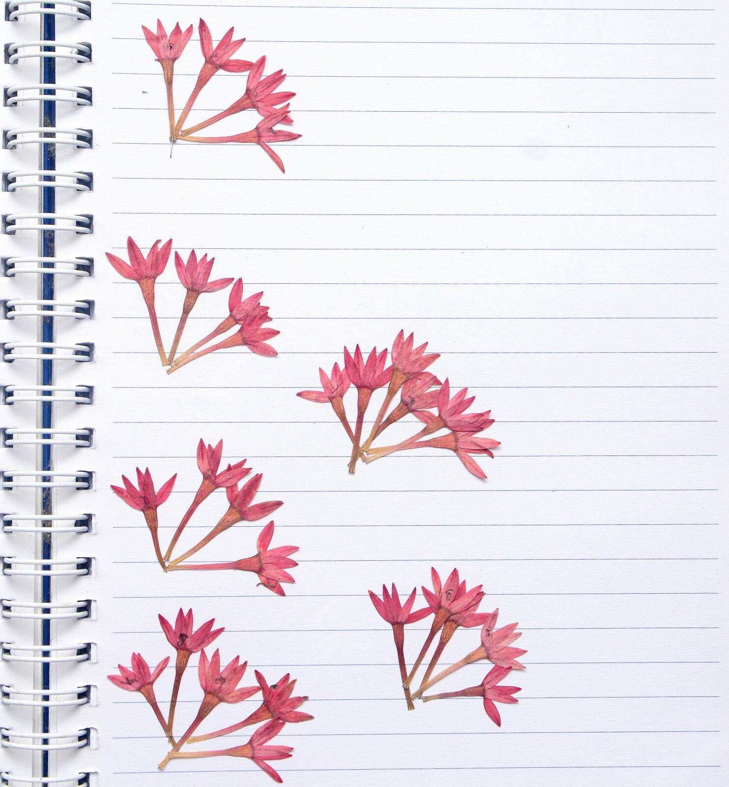 Purple Lotus Pressed Flowers with Stems Organic DIY Floral Arts Resin Materials
