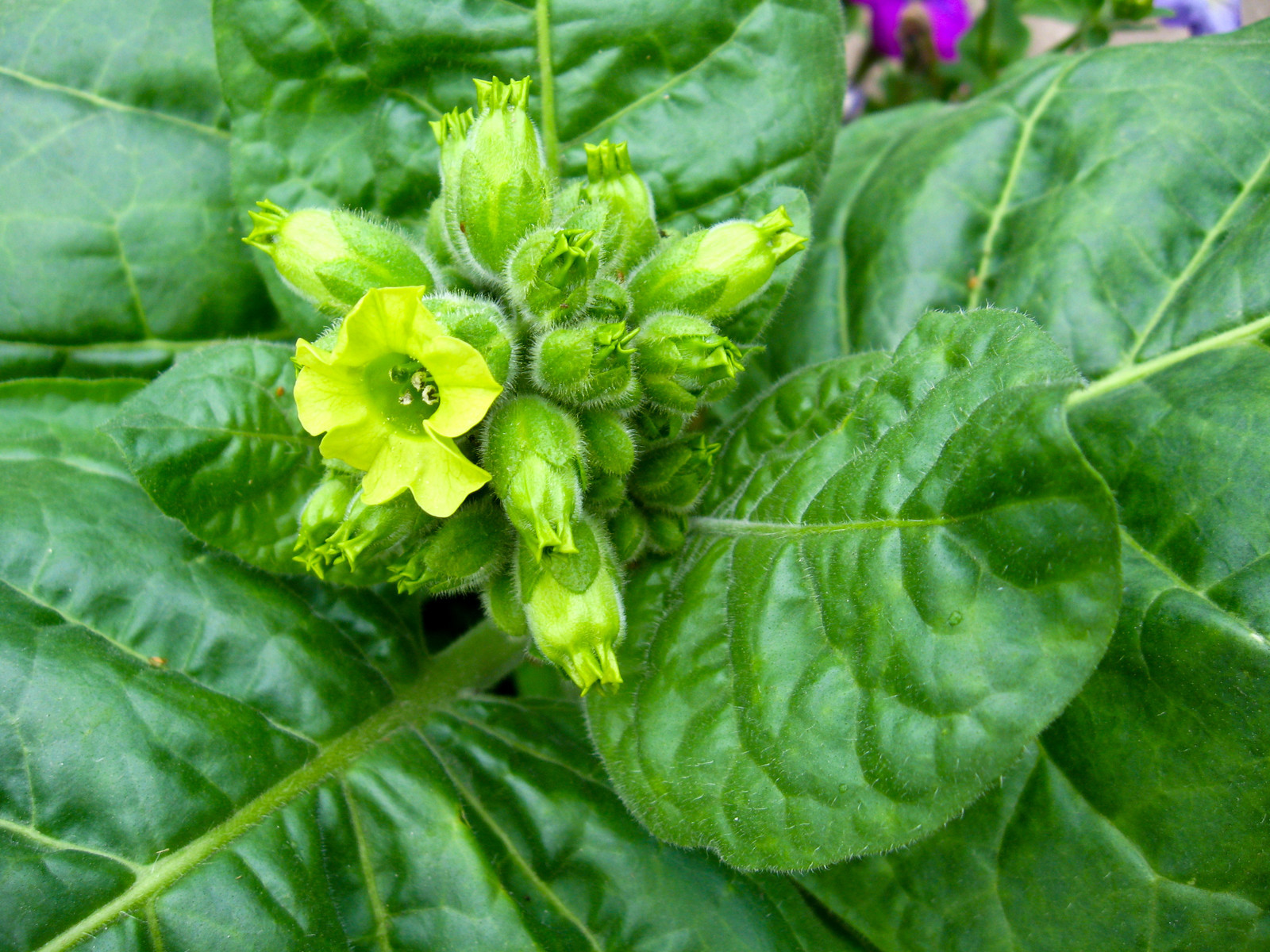 Bergamot Tobacco Soap/Candle Making Fragrance Oil 1-16 Ounce ***FREE SHIPPING***