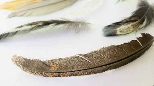 Set of 10 Natural Feathers, Ethically Sourced, Free-Range Flock, Cleaned, Random