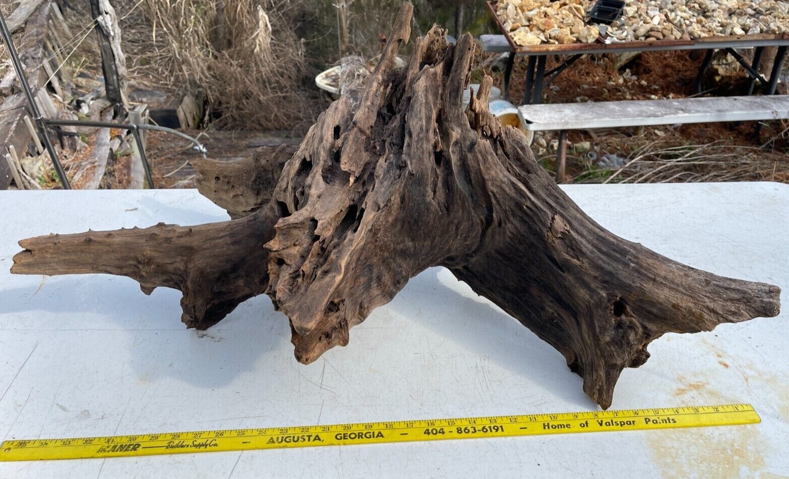 Ancient Cypress Subfossil Wood Stump From Underwater Forrest 11,500 Years Old