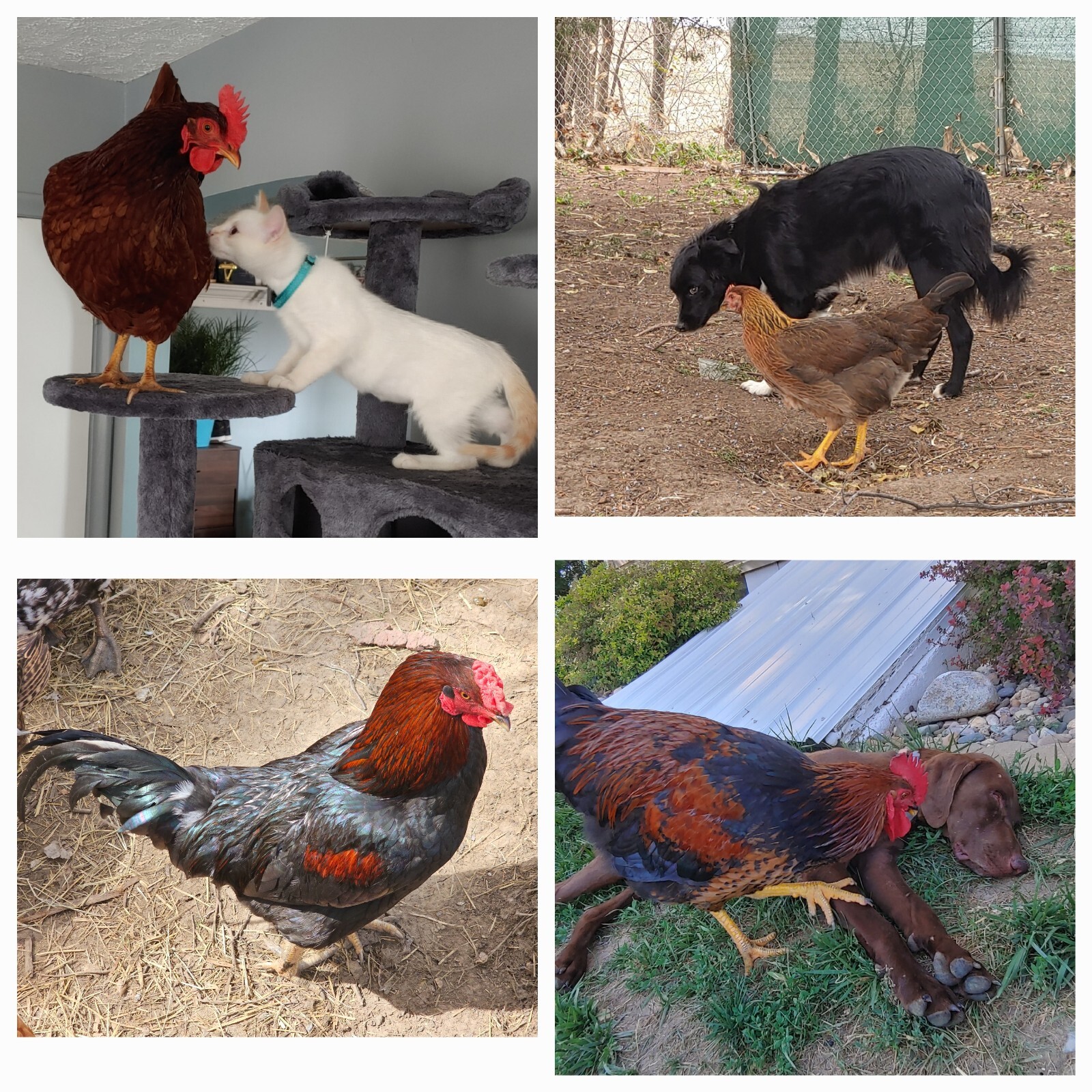 Chicken Rooster + Other feathers, Craft Fly Tying Jewelry! Now, MORE FEATHERS!