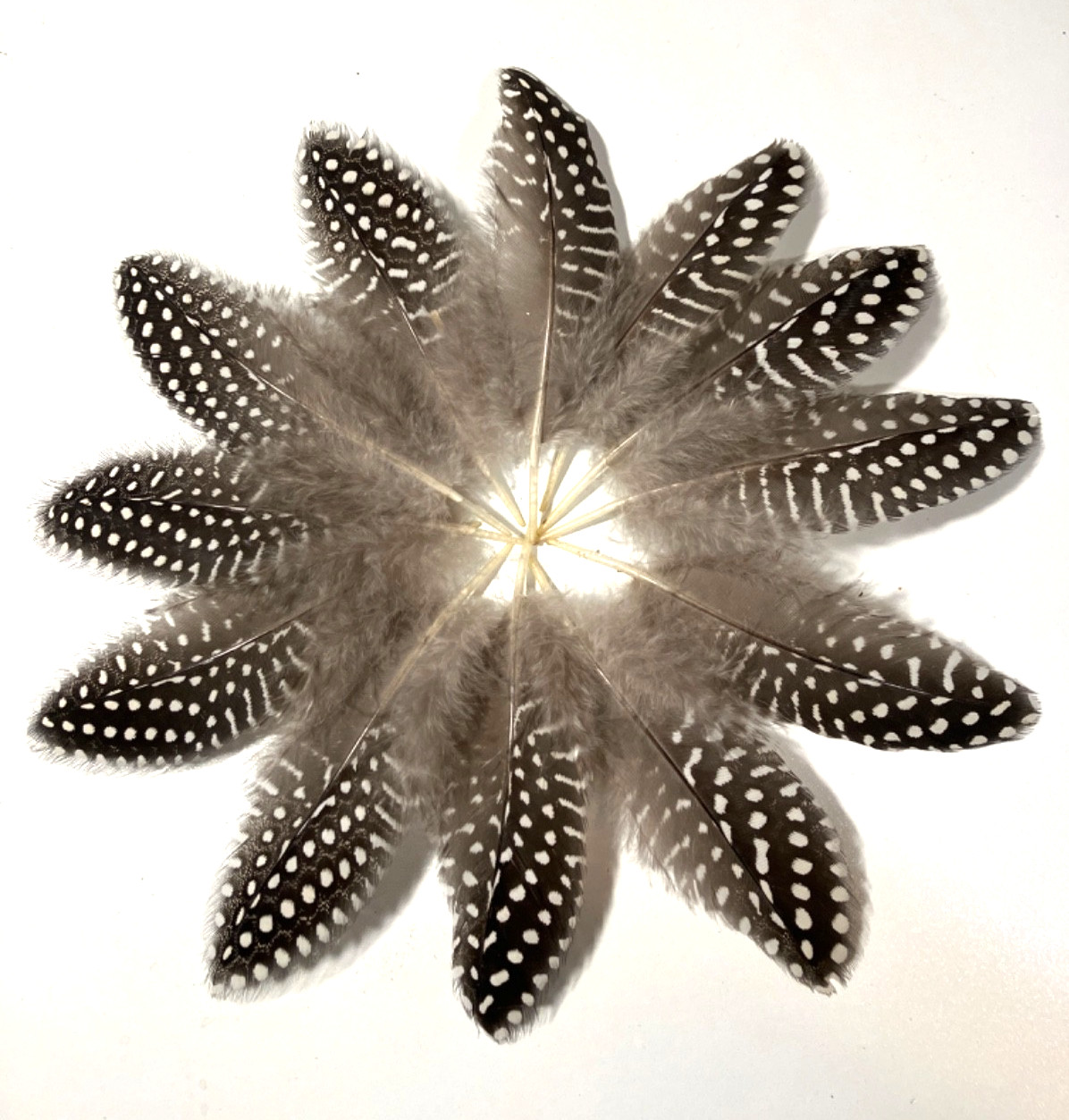 12 Natural Guinea Fowl Feathers 4” +/- Cruelty-Free