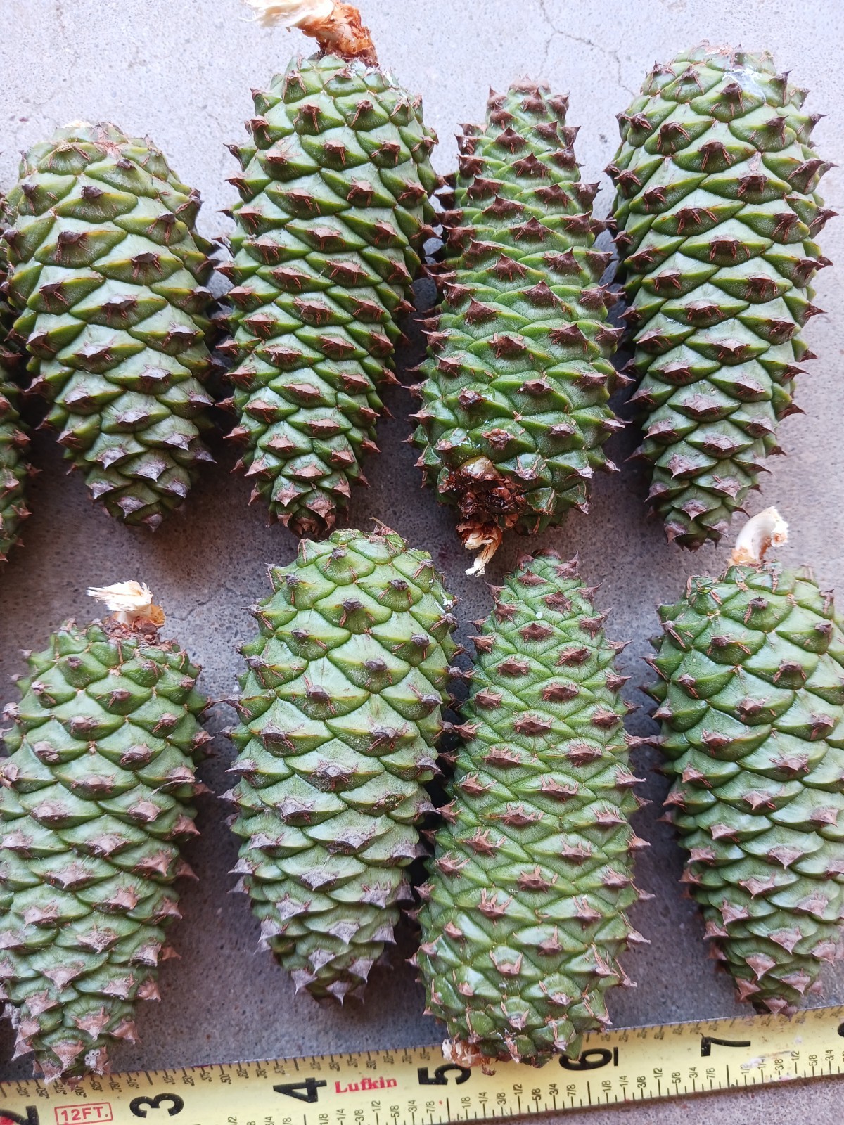 12 Pine Cone Knobs & Pine Cone. Different Colors. Some Dryer Than Others. Crafts